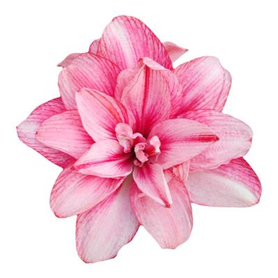 星辰的花园朱顶红自然球带根叶