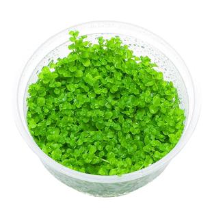 爬地矮珍珠水草鱼缸造景前景草趴地迷你矮日本矮果冻坨草定植活体