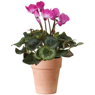 天狼月季仙客来随机品种室内阳台开花植物盆栽年宵花花期长