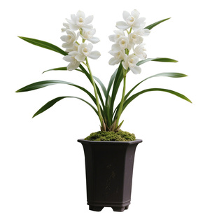 【 雪绒蓬】兰花苗建兰四季兰名贵盆栽花卉植物浓香兰草国兰室内