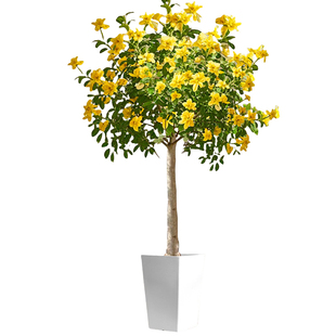 黄钟花盆栽植物大型绿植庭院阳台绿化景观橙钟花丛生绿植四季花卉