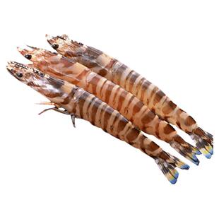 东海舟山超大野生竹节虾2-3-4-6头500g/盒冷冻海鲜九斑节虾明虾