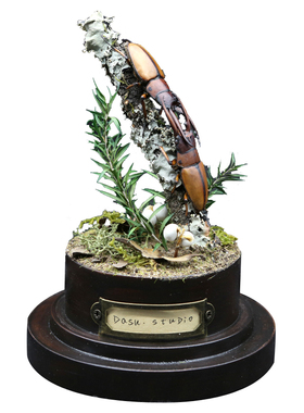 真实昆虫甲虫标本锹甲生态微景观