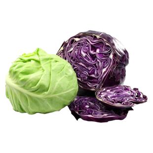 燎原甘蓝紫甘蓝卷心菜绿包菜紫包菜组合凉拌调味宝宝辅食产地直销