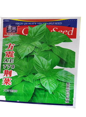 大叶荆芥种子春夏秋可播
