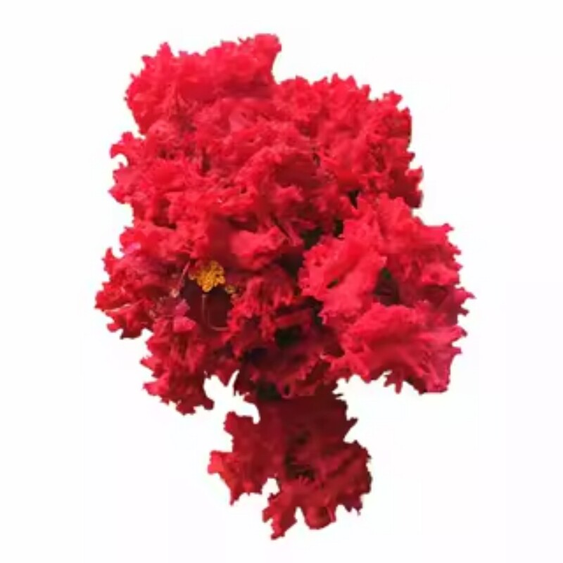 紫薇树苗百日红花期长室外盆栽地栽绿植带土发货观赏树好养活花苗