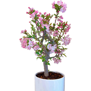 绿宝石海棠花盆栽室内阳台庭院花园西府海棠盆景垂丝海棠花卉植物