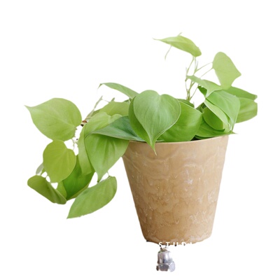 蔓绿绒ins风观叶盆栽室内