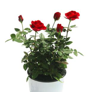 玫瑰苗带花室内室外阳台绿植玫瑰花苗盆栽开花好养花卉植物钻石微