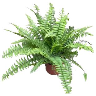 波士顿蕨盆栽桌面室内长藤类垂吊兰植物吸甲醛净化空气蕨类绿植盆