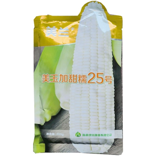 美兰美玉加甜糯25号玉米种子春秋适种高产抗病甜糯白玉米原装种籽