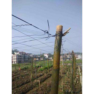 高强度塑钢线大棚托膜压膜拉线绳养殖葡萄架百香果搭架专用塑钢线