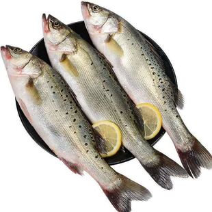 海鲈鱼新鲜冷冻海鱼鲜活深海鱼3条七星鱼海鲜水产海产品冰鱼卢鱼