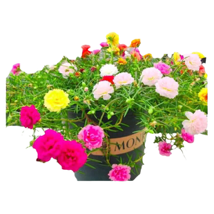 太阳花苗盆栽重瓣大花室内绿植阳台期超长的花卉植物宿根种孑好养