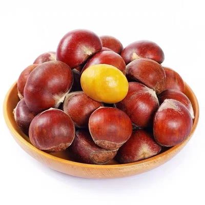 农家丹东板栗大山新鲜下树鲜栗子生嫩大板粟大果精选板栗整箱