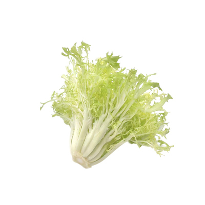 云南新鲜黄心苦菊苣九芽生菜包邮