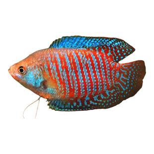 曼龙鱼热带观赏鱼蓝曼龙黄曼龙五彩丽丽鱼珍珠马甲活体大号淡水鱼