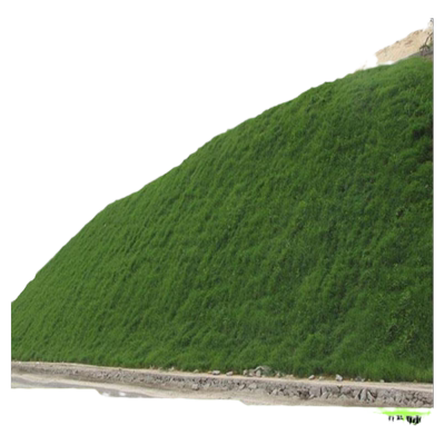 草坪种子四季青护坡绿化籽