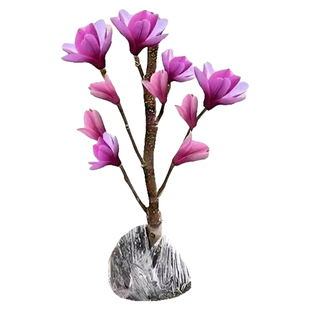 矮化玉兰花树苗带花苞紫玉兰盆栽南北方种植庭院四季花卉耐寒植物