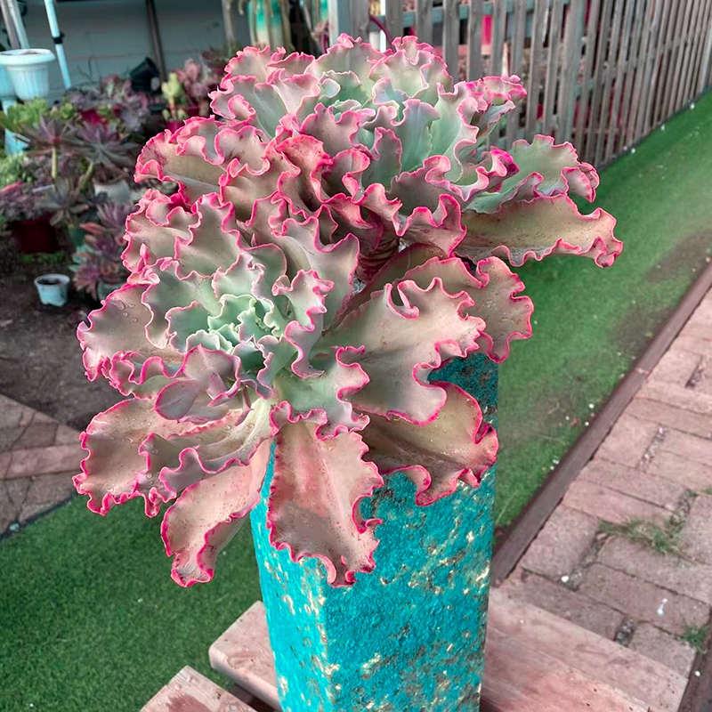 高砂之翁包菜系多肉植物女王花笠超大老桩群生舞会红裙好养绿植盆