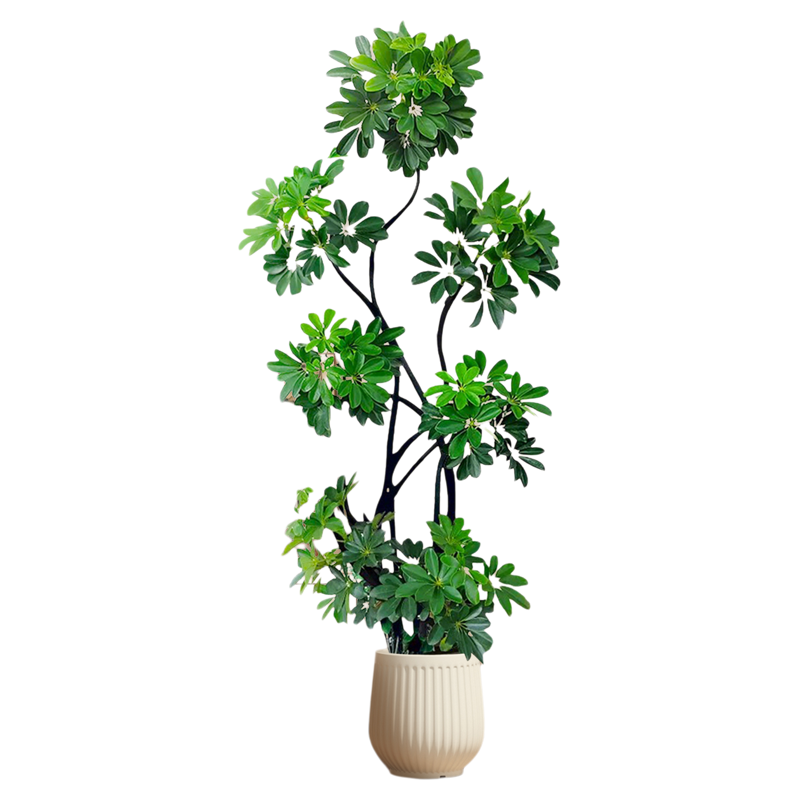 造型鸭脚木客厅大盆栽鸭掌木盆景绿植八方来财高级感大型落地绿植