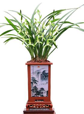 翁源建兰大凤素浓香型易养带花苞