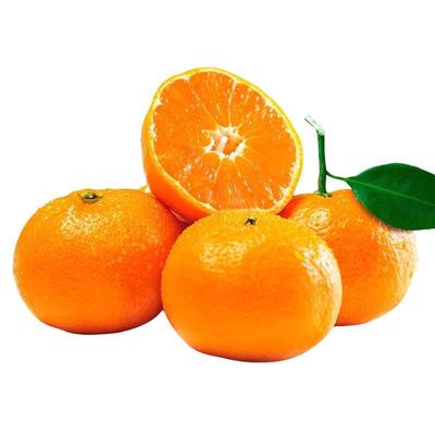 正宗精品沃柑【超高复购】