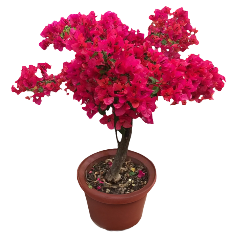三角梅重瓣盆栽帶花苞老樁特大號四季花卉精品梅花樹苗爬藤年宵花