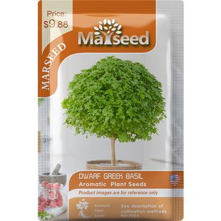 【掌柜推荐】进口棒棒糖罗勒Dwarf Greek Basil 希腊人罗勒种子