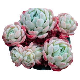 奶油贝瑞多肉群生贵货稀有品种进口带盆植物特价清仓多头大颗好养