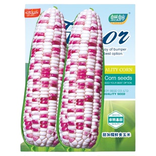 彩甜糯102玉米种子彩色糯甜四季水果种籽春季糯玉米孑玉米糯米种