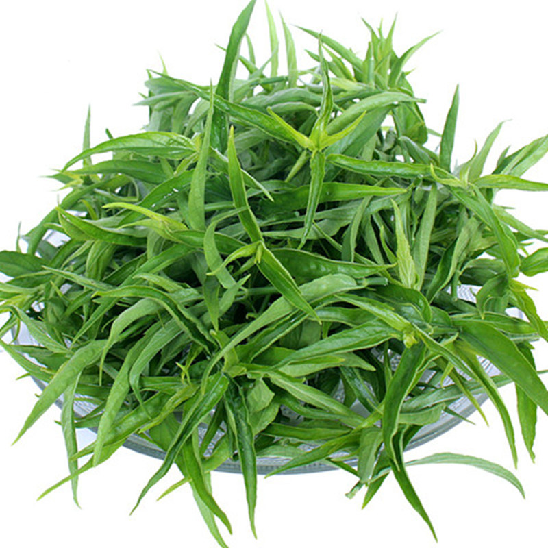 铁山纯种忧遁草小尖鲜叶现摘现发