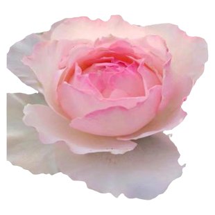 佩尔朱克 灌木月季玫瑰花大苗日月浓香庭院切花阳台盆栽多季开花