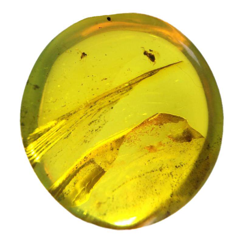 纯天然琥珀昆虫化石金珀虫珀