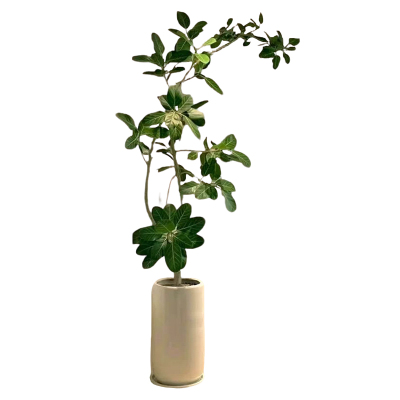 室内大型绿植网红孟加拉榕盆栽