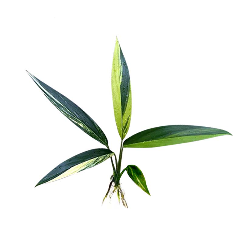 放大器麒麟尾锦ADA山崎桂山崎贵挺水性稀有阴性植物淡水鱼缸造景