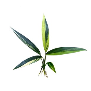 放大器麒麟尾锦ADA山崎桂山崎贵挺水性稀有阴性植物淡水鱼缸造景