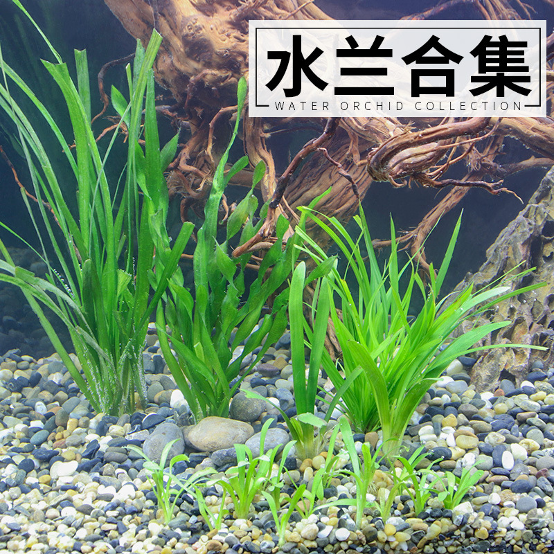 溪流缸植物造景原生鱼缸植物鱼缸造景水兰水草植物迷你鱼缸水草16