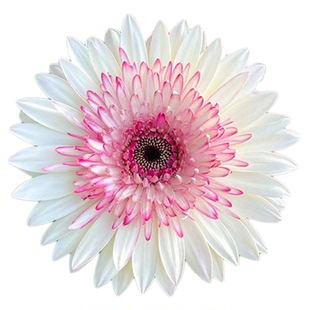 花彩大花高杆非洲菊盆栽西瓜红阳台夏季耐热多年生卷边拉丝扶郎花