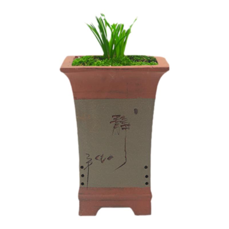 绿植白雪公主经典细叶冬季兰花苗