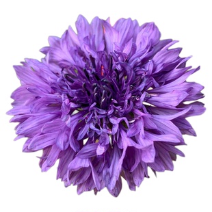 虹越种子矢车菊车轮花种子耐寒春播秋播室内外阳台庭院可盆栽种籽