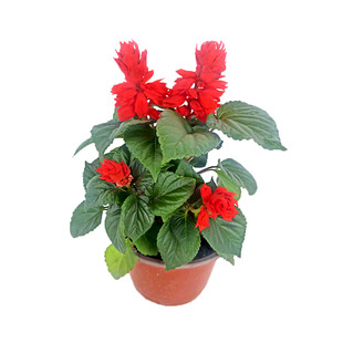 一串红花苗盆栽阳台庭院花卉绿化工程地栽带花苞花草植物