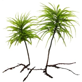 万年藓鱼缸造景水草植物雨林缸水培真草蜈蚣草绿菊花固定淡水好养