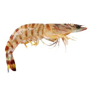 舟山竹节虾海捕斑节虾鲜活冷冻基围虾超大虎虾大海虾海鲜水产食用