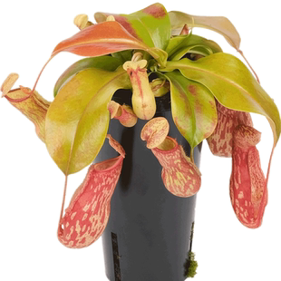 猪笼草食虫植物食虫草驱蚊草捕蚊草室内喜阴绿植花卉盆栽买二送一