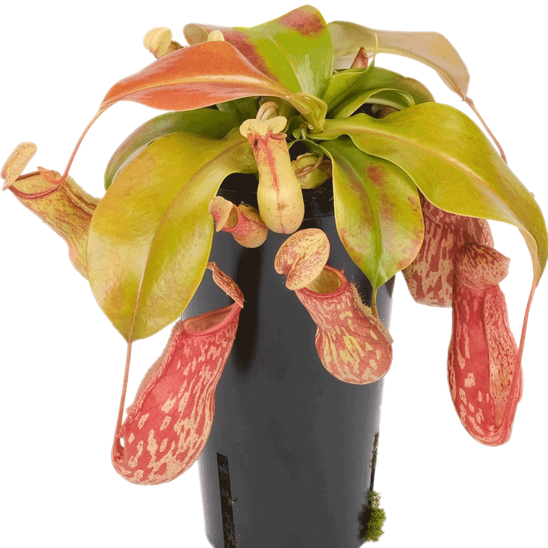 猪笼草驱蚊盆栽食虫植物买二送一