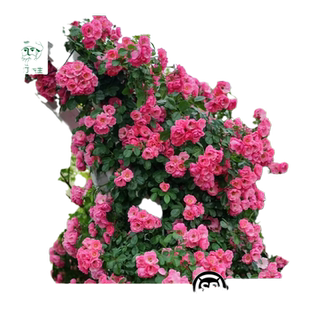 安吉拉月季藤本月季花庭院爬藤植物攀援蔷薇盆栽勤花观赏花卉浓香