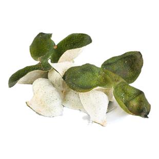 新会当年茶枝柑青皮2025年新陈皮广东江门特产大红皮自己陈化泡茶