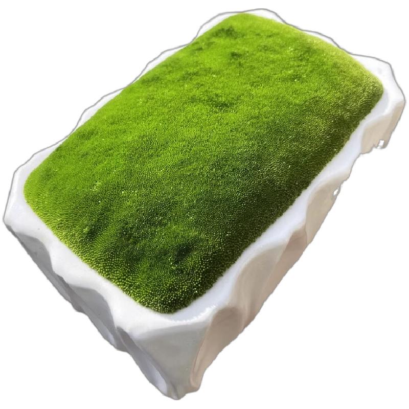 苔藓孢子粉鲜活青苔种子上水石