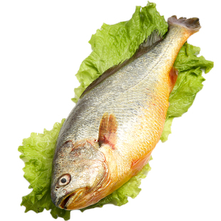 黄花鱼新鲜蒜瓣肉青岛海鲜深海鱼鲜活冷冻冰鲜超大黄鱼送礼2斤/条